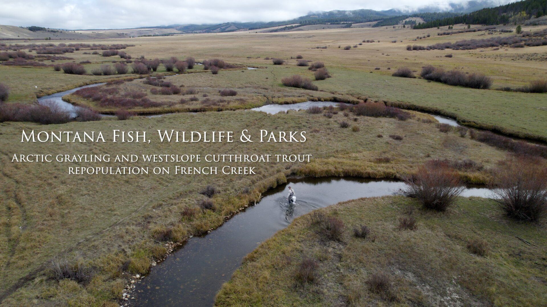 Fish, Wildlife & Parks Arctic Grayling Repopulation